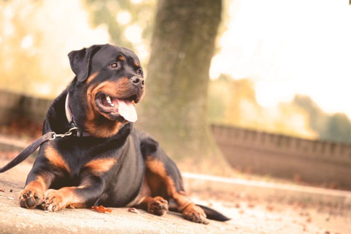 rottweiler guard dog home security secure your home with a dog