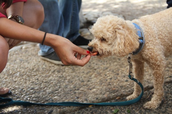 woman gives dog a treat collar leash treating dog Bonding And Rewarding Your Pooch