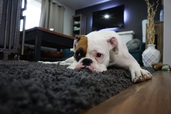dog laying on carpet Handy Home Help: Fab Furnishings For All 