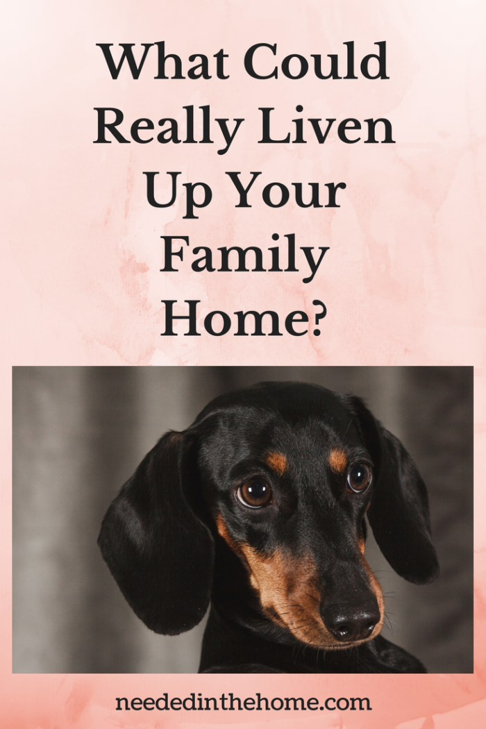 dog black and tan mini dachshund What Could Really Liven Up Your Family Home? neededinthehome.com