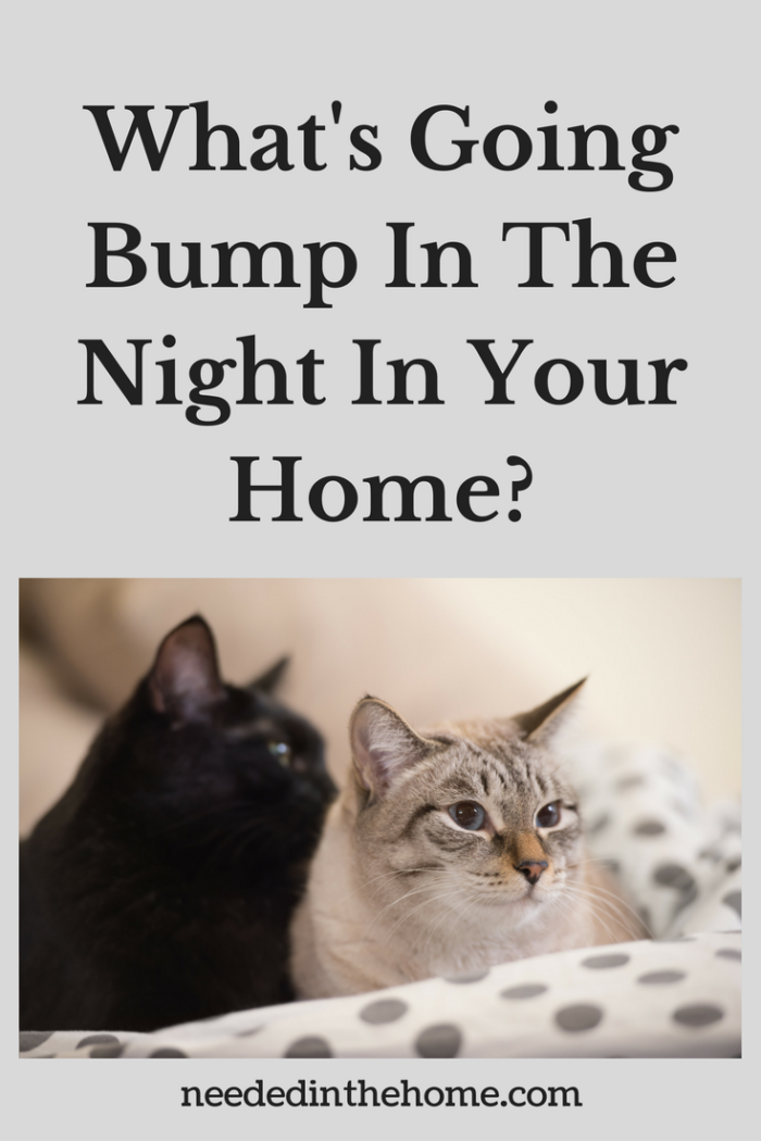 two cats awake in bed at night after hearing a noise What's Going Bump In The Night In Your Home?
