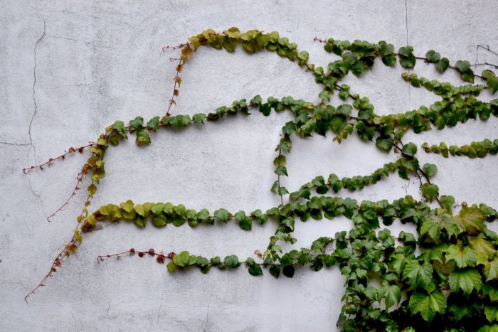 green ivy growing on an offwhite wall get a house ready for sale