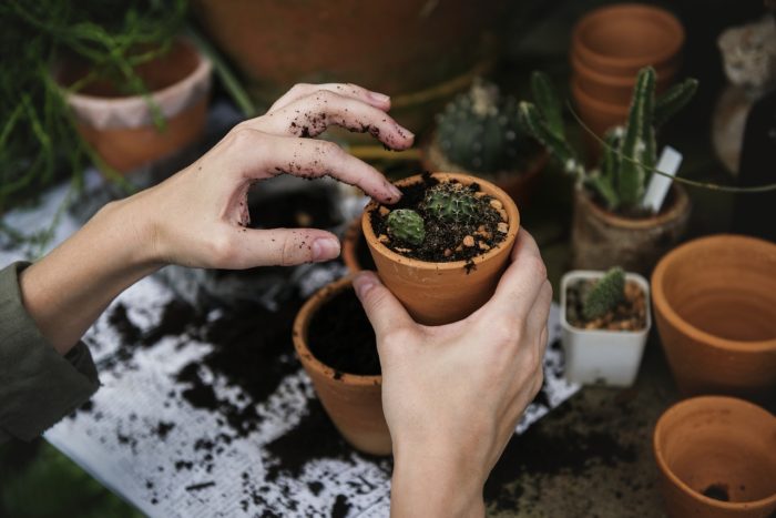  hands putting dirt and cactus plant in a small clay pot potted plants Earth, Water and Fire: Using the Elements to Your Advantage in Your Backyard