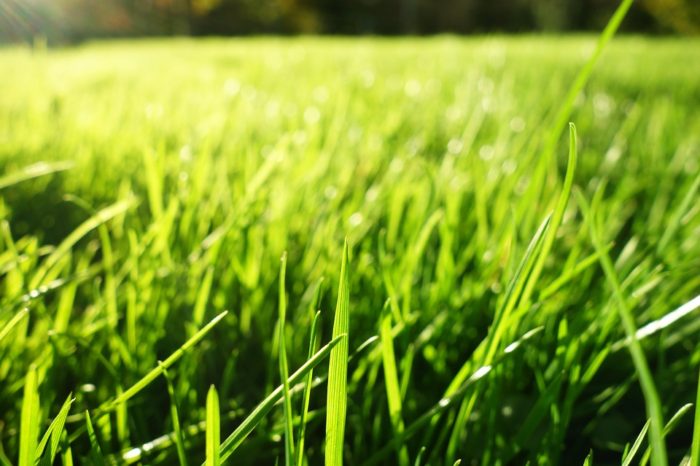 Lawn Care / Giving Back To Your Lawn This Summer green grass