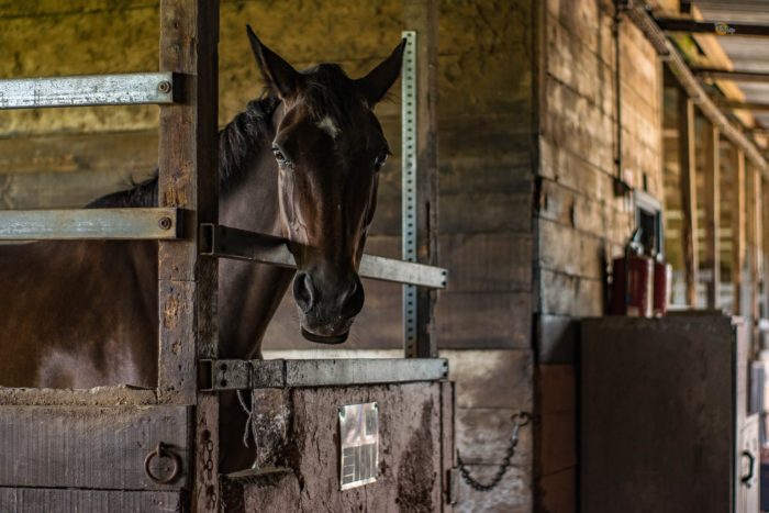 From the office to the field - start a home business as a horse stable owner with a horse in the barn