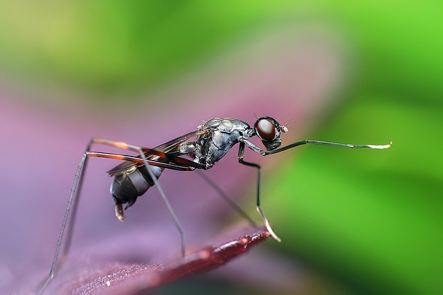 Backyard pest flying ants ant on a stick