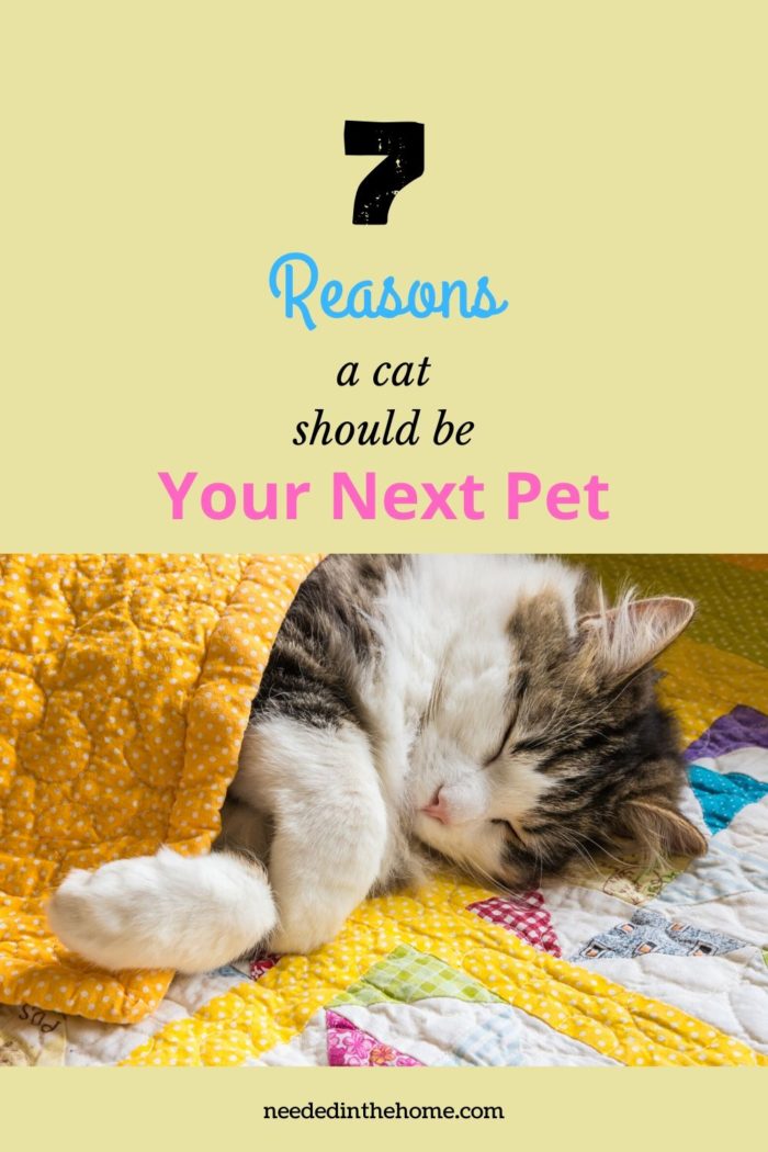 pinterest-pin-description 7 reasons a cat should be your next pet cat sleeping in quilt neededinthehome