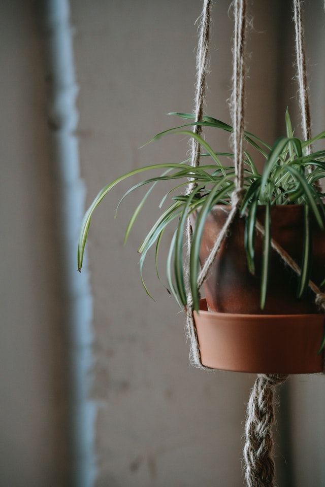 revamp your home on a budget hanging plant