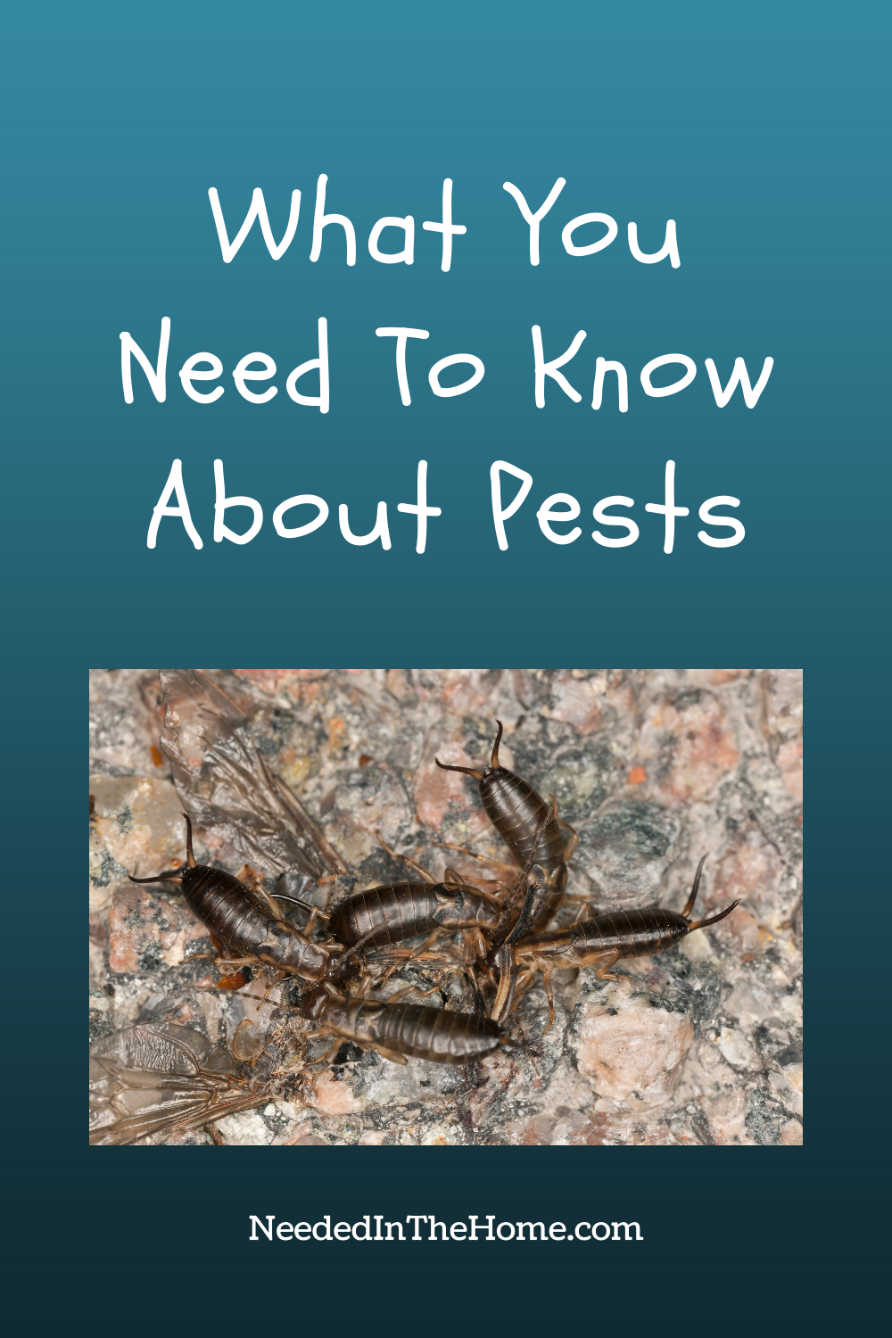 pinterest-pin-description what you need to know about pests earwigs on kitchen counter neededinthehome