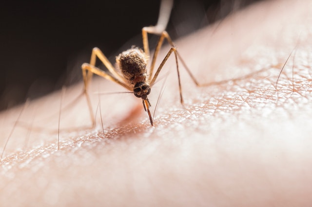 about pests mosquito biting human skin