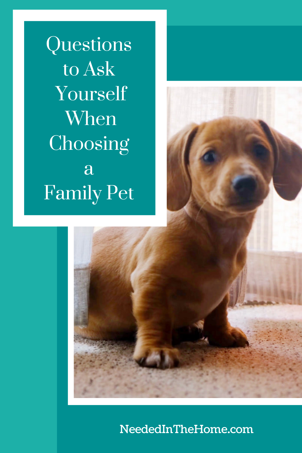 pinterest-pin-description questions to ask yourself when choosing a family pet brown mini dachshund puppy neededinthehome