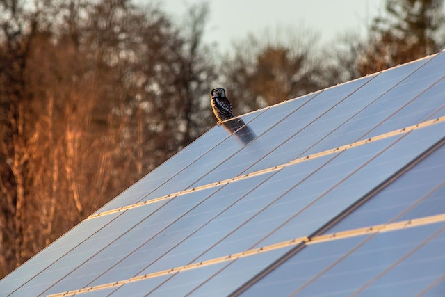 owl perched on corner of roof with solar panels on energy efficient home