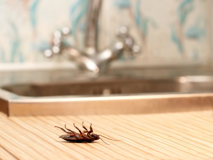 dead cockroach near bathroom sink now home is safe from pests