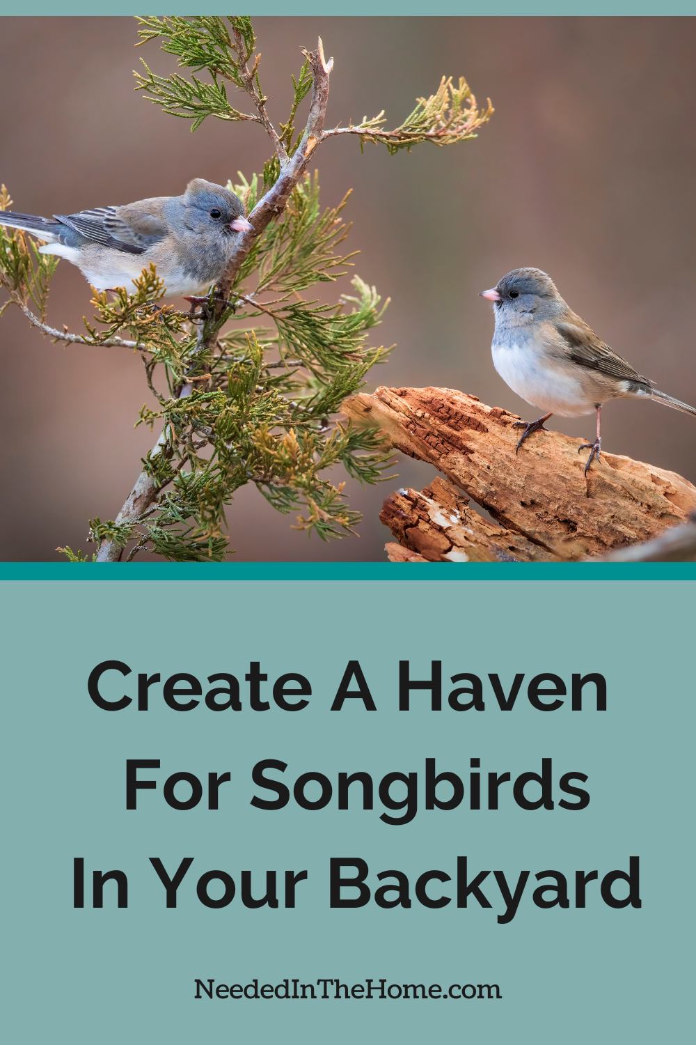 songbirds on tree branches create a haven for songbirds in your backyard neededinthehome