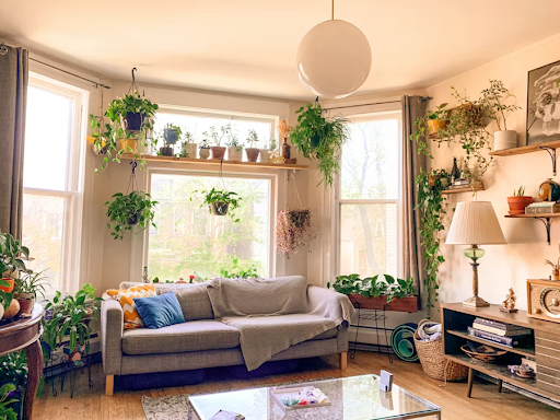 living room with plants on shelves hanging near window on plant stands couch