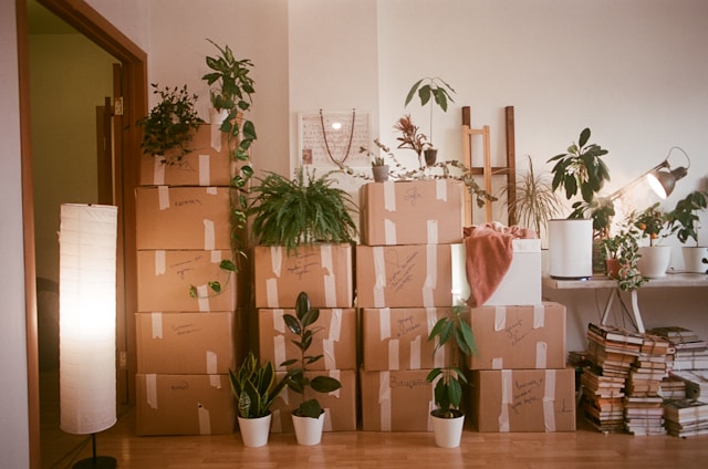 stack of labeled moving boxes, plants