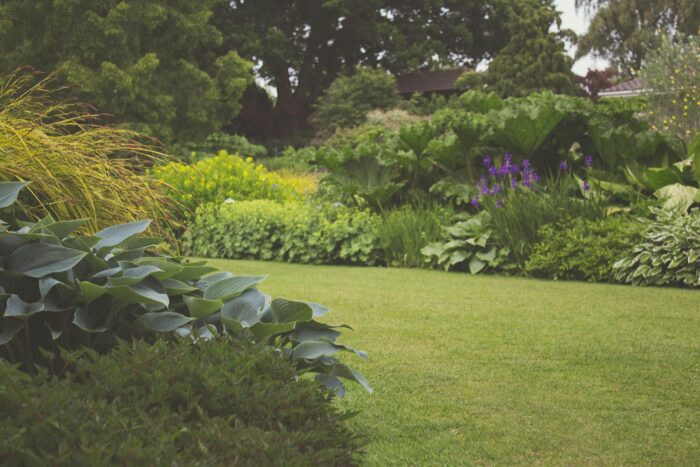 landscaped backyard garden with large and small green plants and fresh mowed lawn