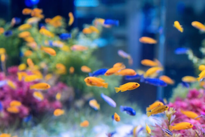 tropical fish in a fish tank