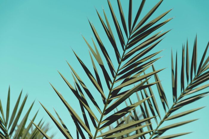 palm tree branches