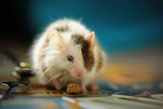 mouse with a piece of food