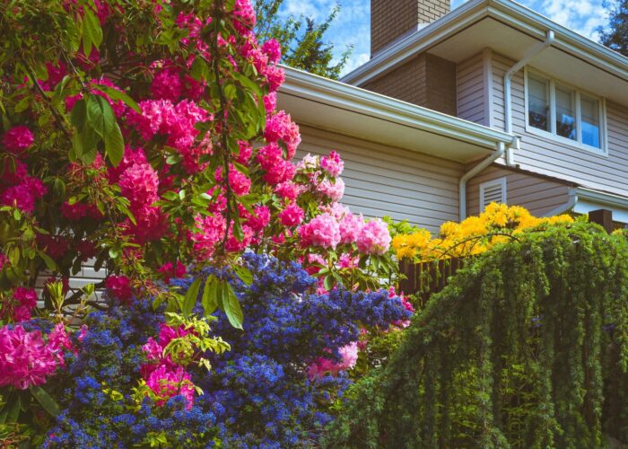 flowering trees shrubs and plants in a home backyard