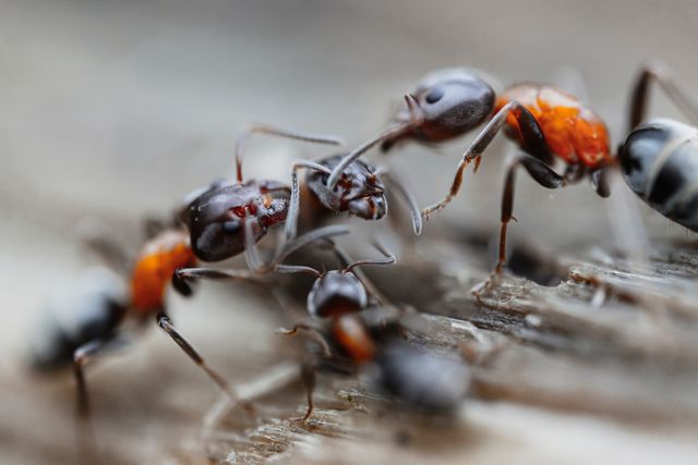 several ants in out of focus up close photo